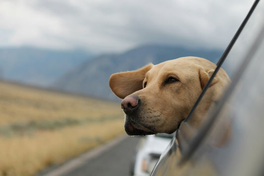 Stressfreies Reisen mit Hund: Tipps für Auto, Zug und Flugzeug