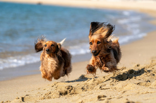 Ein Tag am Strand mit Hund – entspannt und sicher genießen
