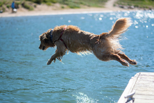 Sommer-Spaziergang mit dem Hund: Das sollten Sie beachten