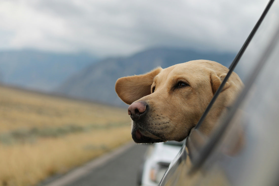 Stressfreies Reisen mit Hund: Tipps für Auto, Zug und Flugzeug