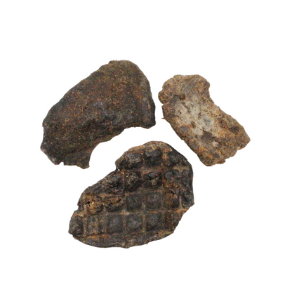 Pferdeleber getrocknet