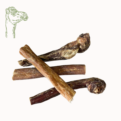 Kamelschlund (100g, 250g, 500g, 1kg, 5kg)